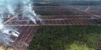 kebakaran-hutan- yang di jadikan lahan Baru Perkebunan Kelapa Sawit di Papua, Ist