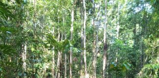 Penganiyayan di Hutan akibat Ilegal Login di Nimboran, foto : Masyarakat adat /jeratpapua.org