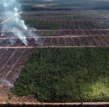 kebakaran-hutan-di-papua- yang di jadikan lahan Baru Perkebunan Kelapa Sawit di Papua, jeratpapua.org